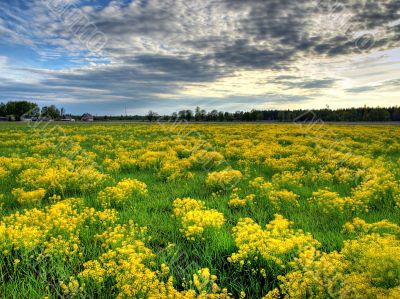 Yellow flowerses