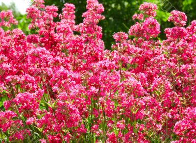 Red flowers
