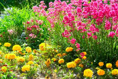 Red and yellow flowers