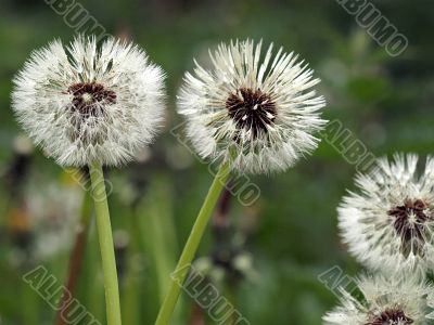 Dandelions