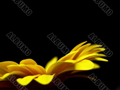 Yellow flower