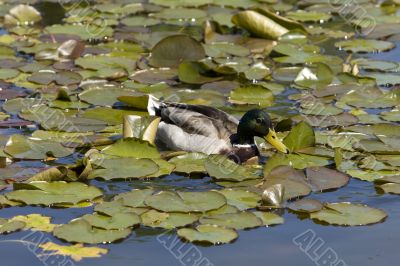 Duck in a park lake