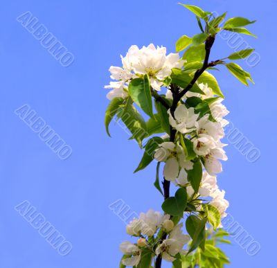 Blossoming tree