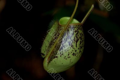 Pitcher Plant C