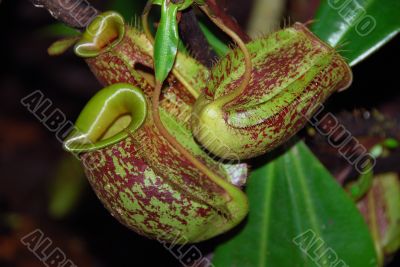 Pitcher Plant A