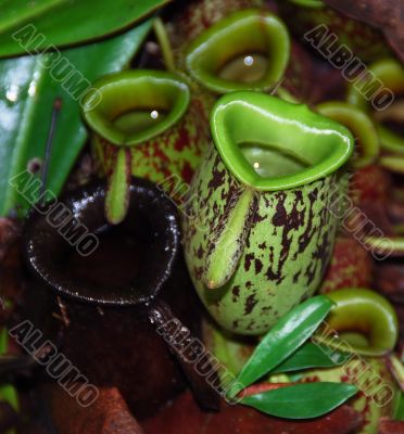 Pitcher Plant I