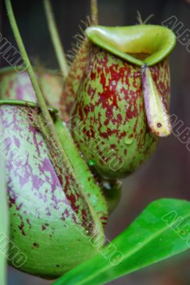 Pitcher Plant G