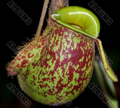 Pitcher Plant F