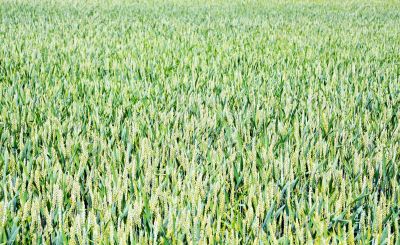 corn field