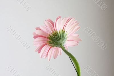 pink gerbera