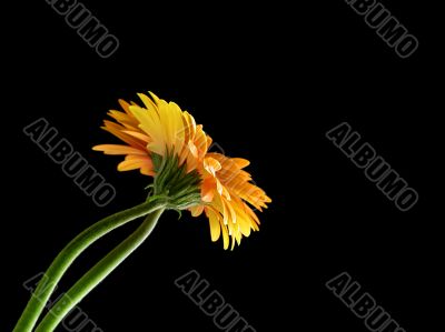 orange gerbera