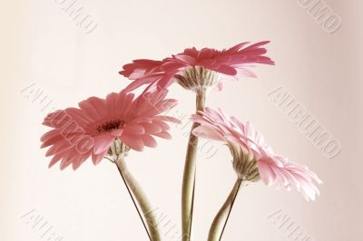 pink gerbera