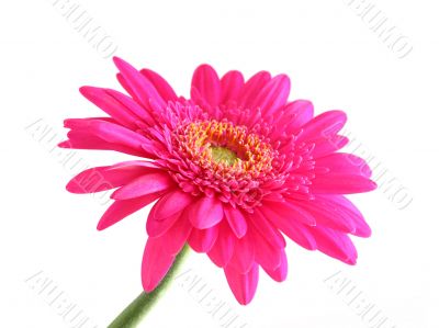 pink gerber