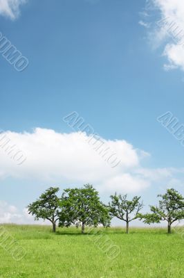 trees under the blue sky