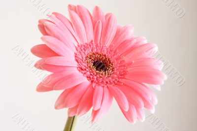 pink gerber