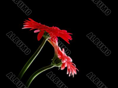 red gerbera