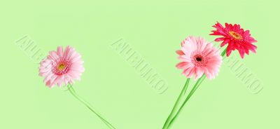 pink gerbera