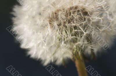 Macro Dandelion Blossom
