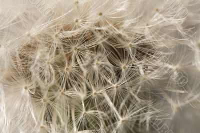 Macro Dandelion Blossom