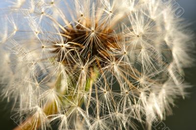Dandelion Macro Shot