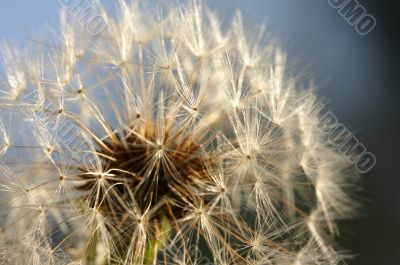 Dandelion Macro Shot
