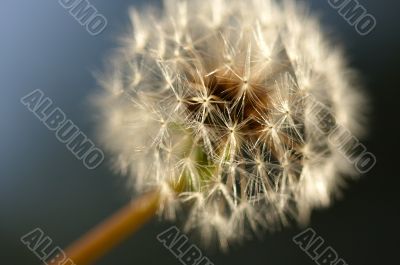 Dandelion Macro Shot
