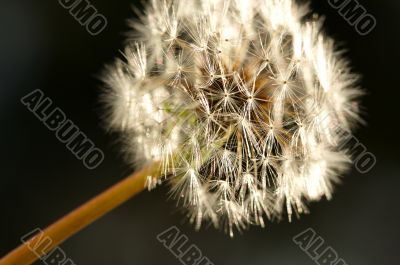 Dandelion Macro Shot