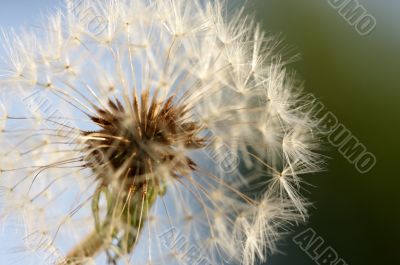 Dandelion Macro Shot
