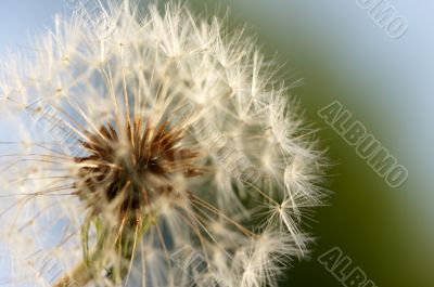 Dandelion Macro Shot