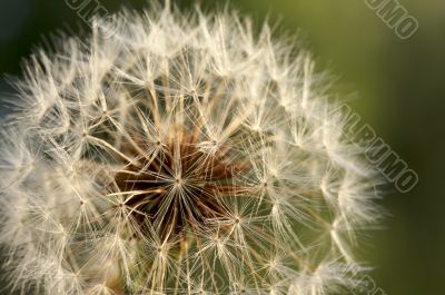 Dandelion Macro Shot