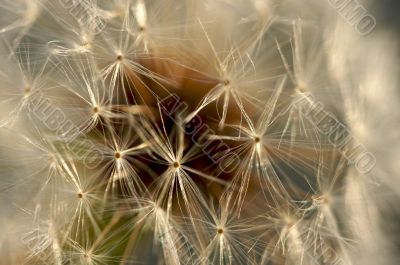 Dandelion Macro Shot