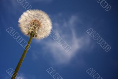 Dandelion Against Deep Blue Sky