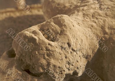 Ancient Human Remains