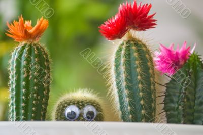 Hidden funny cactus