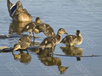 Duck family