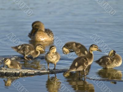 duck and little ducklings