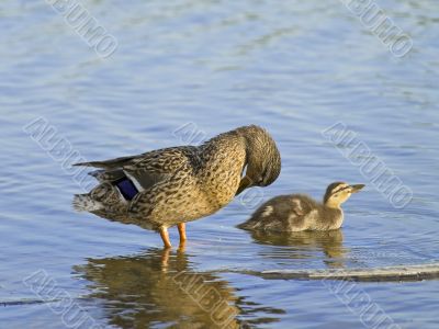 duck and duckling