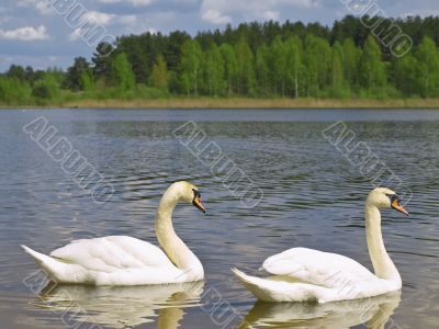 Two swans