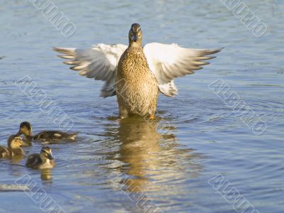 Fly up duck near ducklings