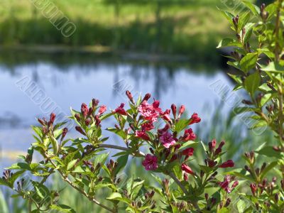 red flowers