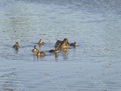 duck family