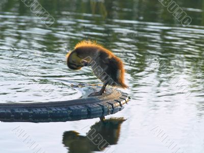 duckling