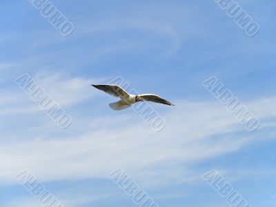 Single flying seagull