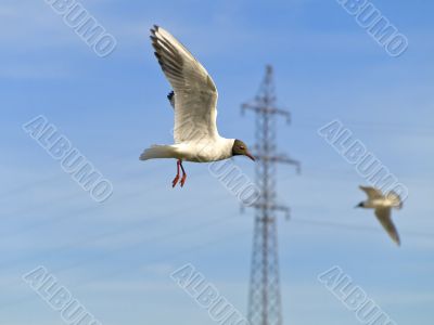 Seagulls and electricity