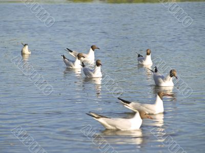 seagulls at the water