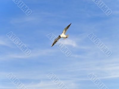 Flying seagull
