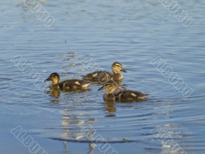 ducklings