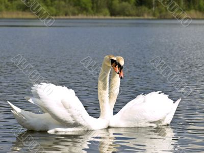 Swan love