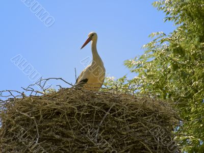 Stork