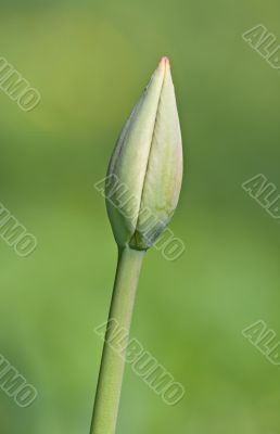 Bud of a tulip